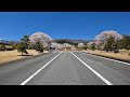 富士霊園の桜 Japanese Cherry Blossom (Sakura)