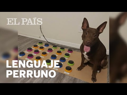 ‘STELLA’, el perro que se COMUNICA con sus dueños a través de BOTONES