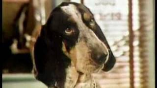 Gravy Train 1979 talking dog TV commercial