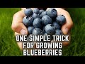 Grow blueberries in containers the easy way