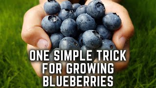 Grow Blueberries In Containers the EASY Way! by Nextdoor Homestead 4,978 views 1 month ago 12 minutes, 34 seconds