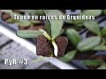 ¿Quitar o mantener el tapón en raíces de las Orquídeas? PyR #3 || Orquiplanet