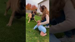 Dog Attack On Baby Mom Full Save Baby