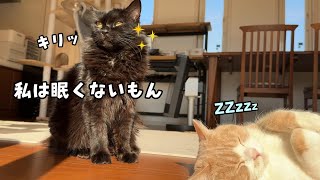 優しい冬の陽で溶けてしまった猫が可愛すぎました　813話