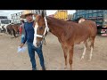 Feira de cavalo em Caruaru PE ( Mais um Potro puro e muita Raça )(30/11/2021) veja os preços 🐎🐎