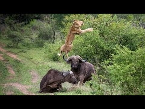 Buffalos Attack Lion / კამეჩმა ლომი გაიფინა