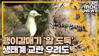번식기 맞은 괭이갈매기..'알 도둑' 극성/대전MBC