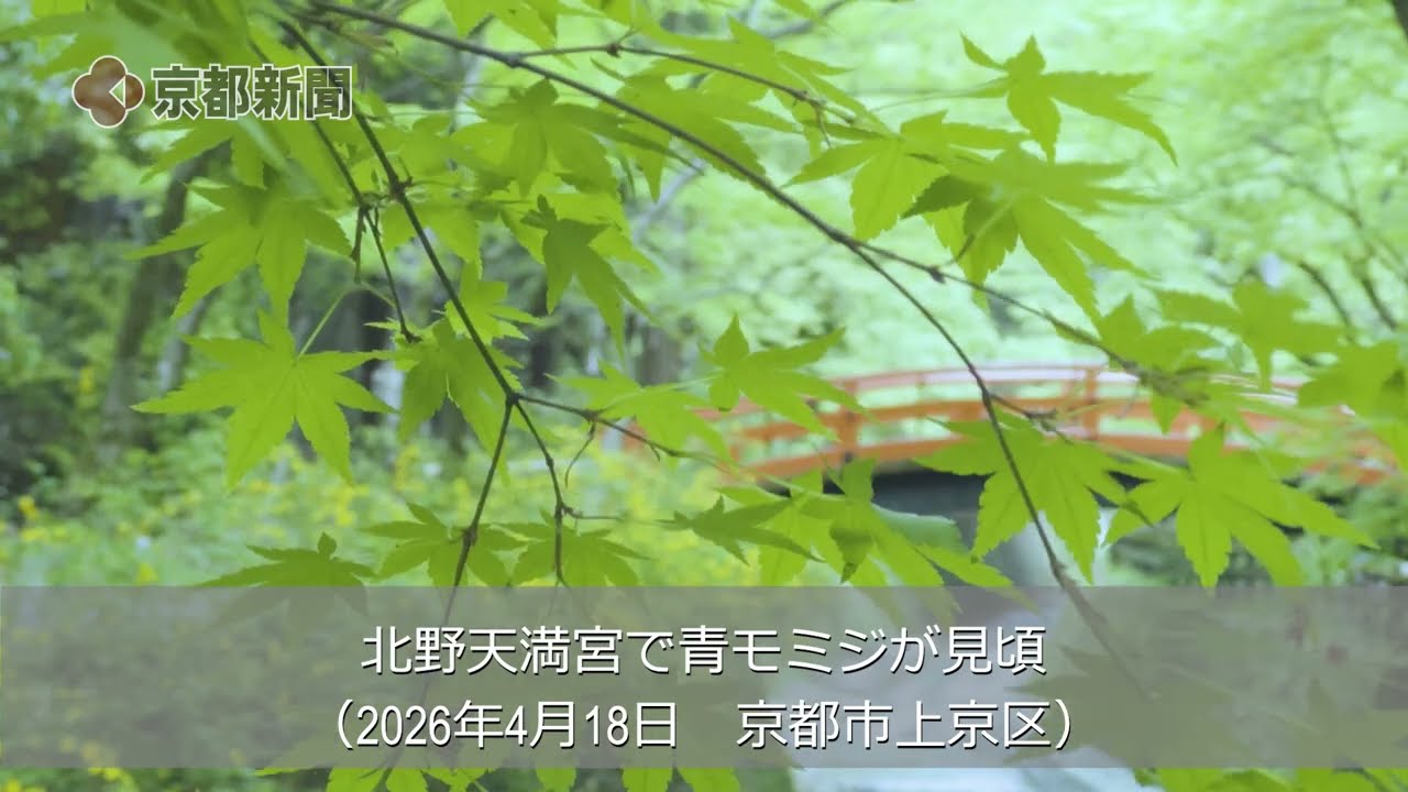 京都・北野天満宮で「青もみじ」（2026年4月18日、京都市上京区