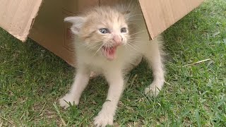 Rescue Kitten Hissing And Spiting On Everyone Cute Kitten Is Scared Without Any Reason