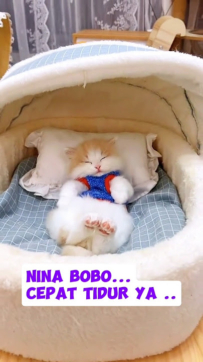 KUCING NINA BOBO #kucing #tidur #cute #funny #lucu #animal