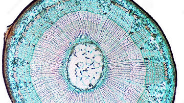 How fiber look like under microscope