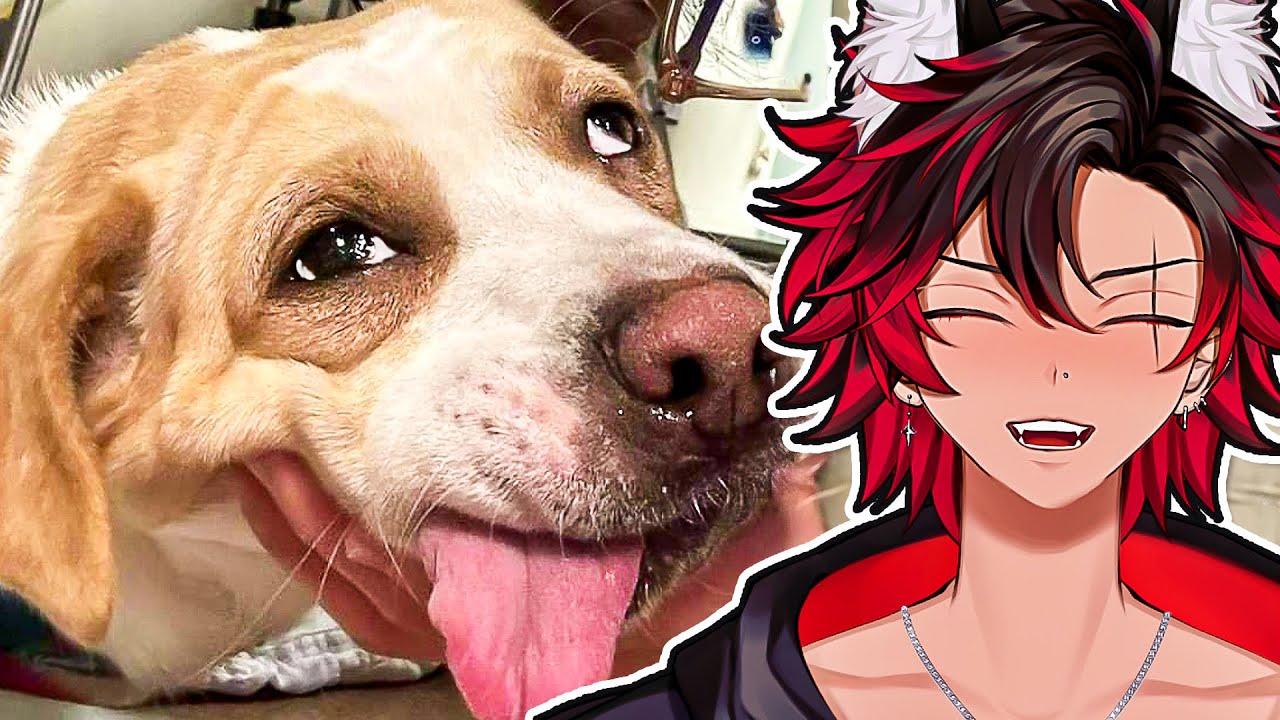 rating my viewers animals