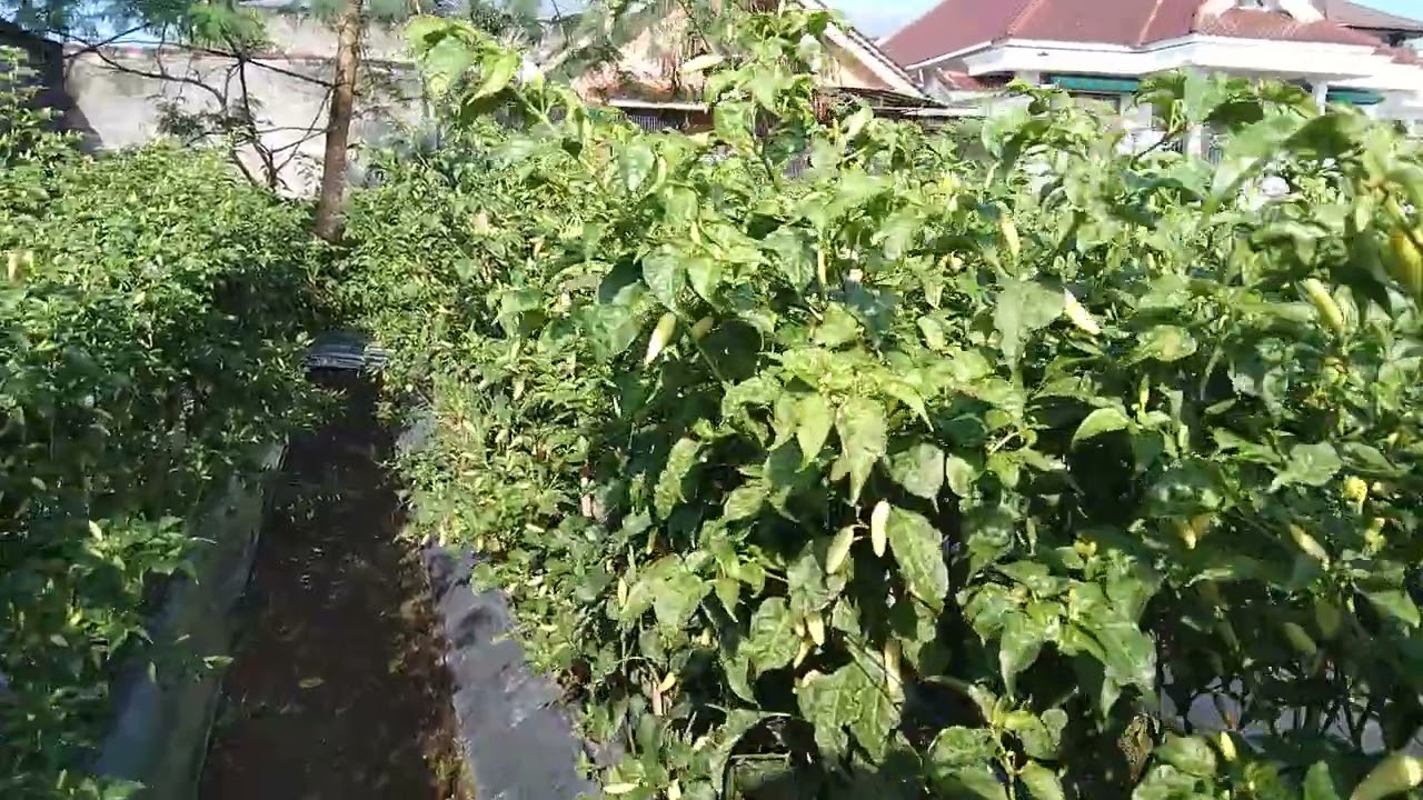 Varietas Pedro tavi 600 mdpl