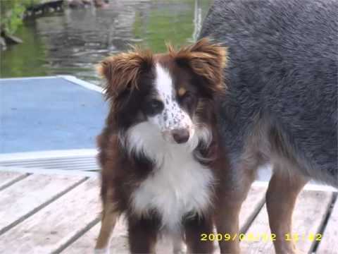 pictures of australian shepherds australian shepherd red tri blue eyes picture collection and ideas pictures of australian shepherds australian shepherd red tri blue eyes picture collection and ideas