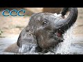 Can Baby Elephants Walk from Birth? (Part Three) This Is Too Cute to Believe!