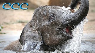 Can Baby Elephants Walk from Birth? (Part Three) This Is Too Cute to Believe!