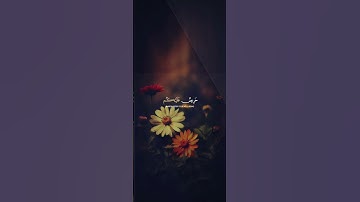 لقد جاءكم رسول من أنفسكم عزيز عليه ما عنتم  حريص عليكم بالمؤمنين || سورة التوبة || #مشاري العفاسي