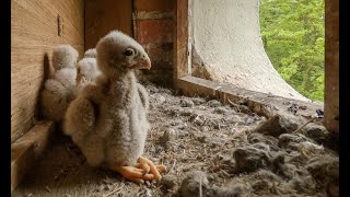 Turmfalken in Brandenburg, live stream