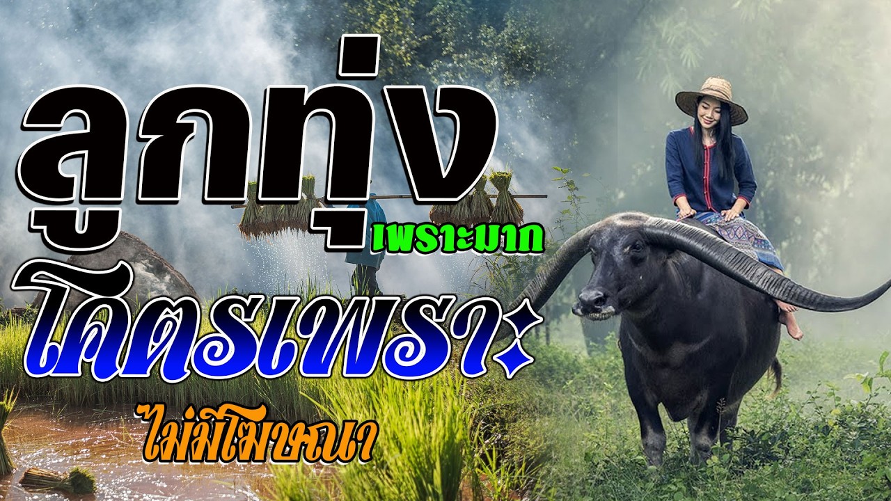 ลูกทุ่งรวมเพลงเพราะมาก ฟังต่อเนื่องหลายเพลง ฟังเพลินทั้งวัน ไม่มีโฆษณา #รวมเพลงลูกทุ่งฟังเพราะ