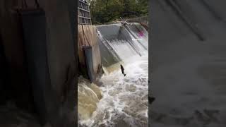 Do You Know Why Salmon Migration Matters and Ontario’s New Rules to Protect Them? #canada #travel