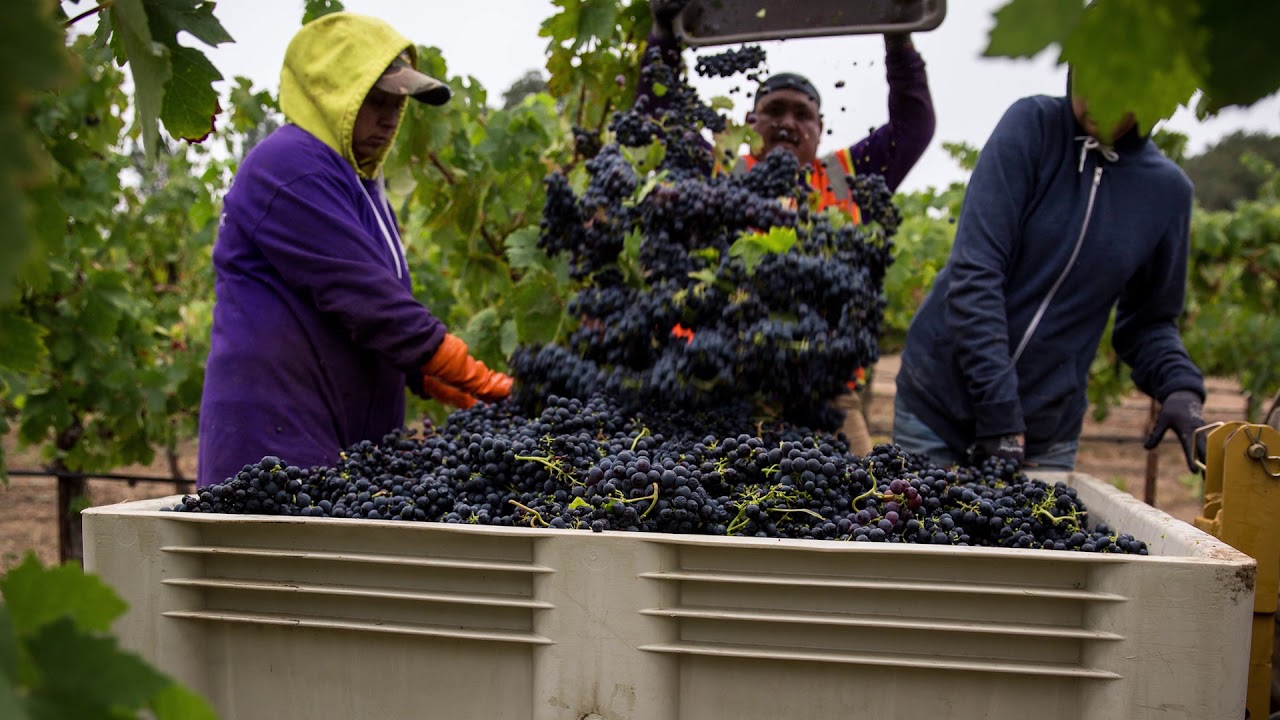 2016 BOATMAN ZINFANDEL YouTube