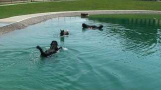 Ursa and Teddy swimming with another Newf at Wags Park