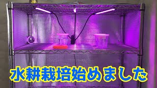 室内で簡単にできる水耕栽培を始めました