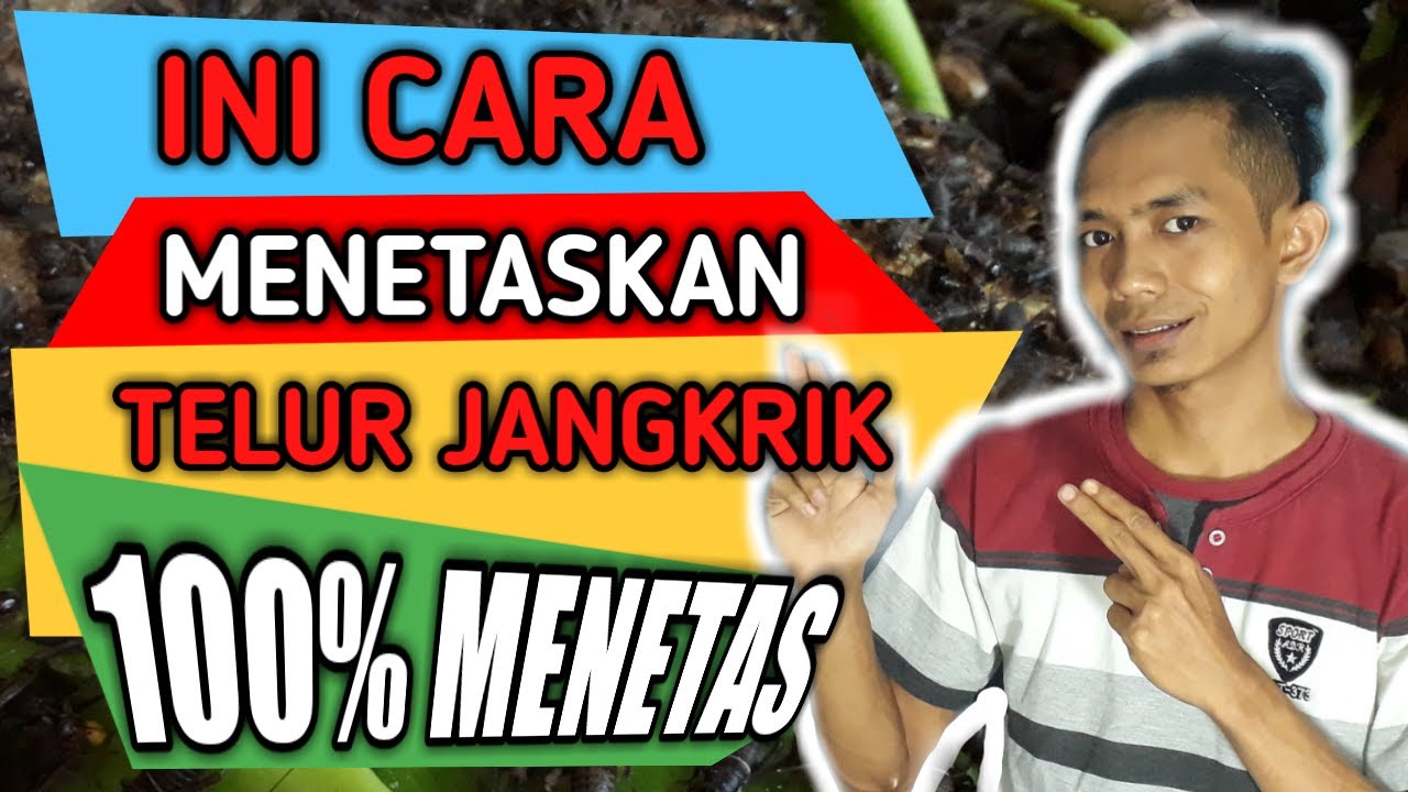cara menetaskan telur jangkrik 100% [langkah awal budidaya jangkrik