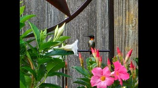 You're Going to Love Them! #hummingbirds by Backyard Cardinals 89 views 10 days ago 6 minutes, 10 seconds