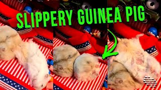 Guinea Pig Fell While Lying on Its Back on Top of Another
