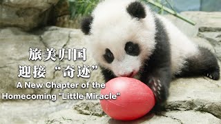Giant Panda Xiao Qi Ji And His Parents At U.S. Zoo Will Return To China | iPanda