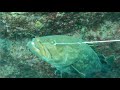 【魚突き】過去の漁獲3、クエ、スジアラなど【Spearfishing in JAPAN】