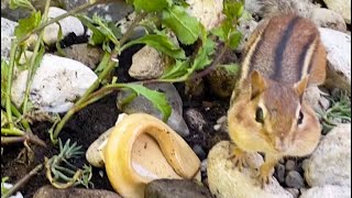 Beautiful morning in the Garden with bold and beautiful chipmunk Dale #chipmunkfriend