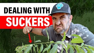 Tree and Plant Suckers  How to Check Your Garden for These Unwanted Growths!