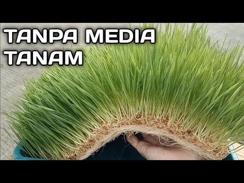 Video: Menanam Barli Di Taman – Cara Menanam Barli Untuk Makanan