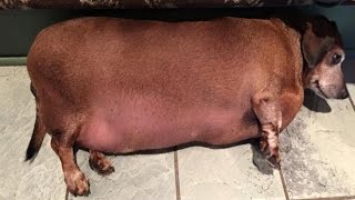 After Years of Eating Fast Food, Rescued Obese Daschund is Losing Weight