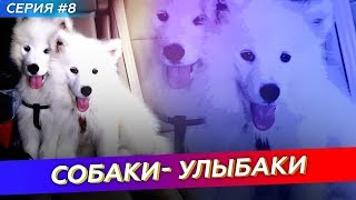 Самоеды собаки-улыбаки! Самоеды собаки-улыбаки!