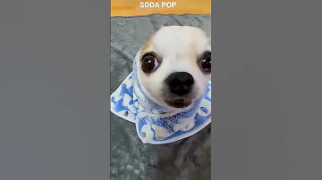 Cute Dog Soda Pop Sodapop Huntrix Singer Sajaboy 
