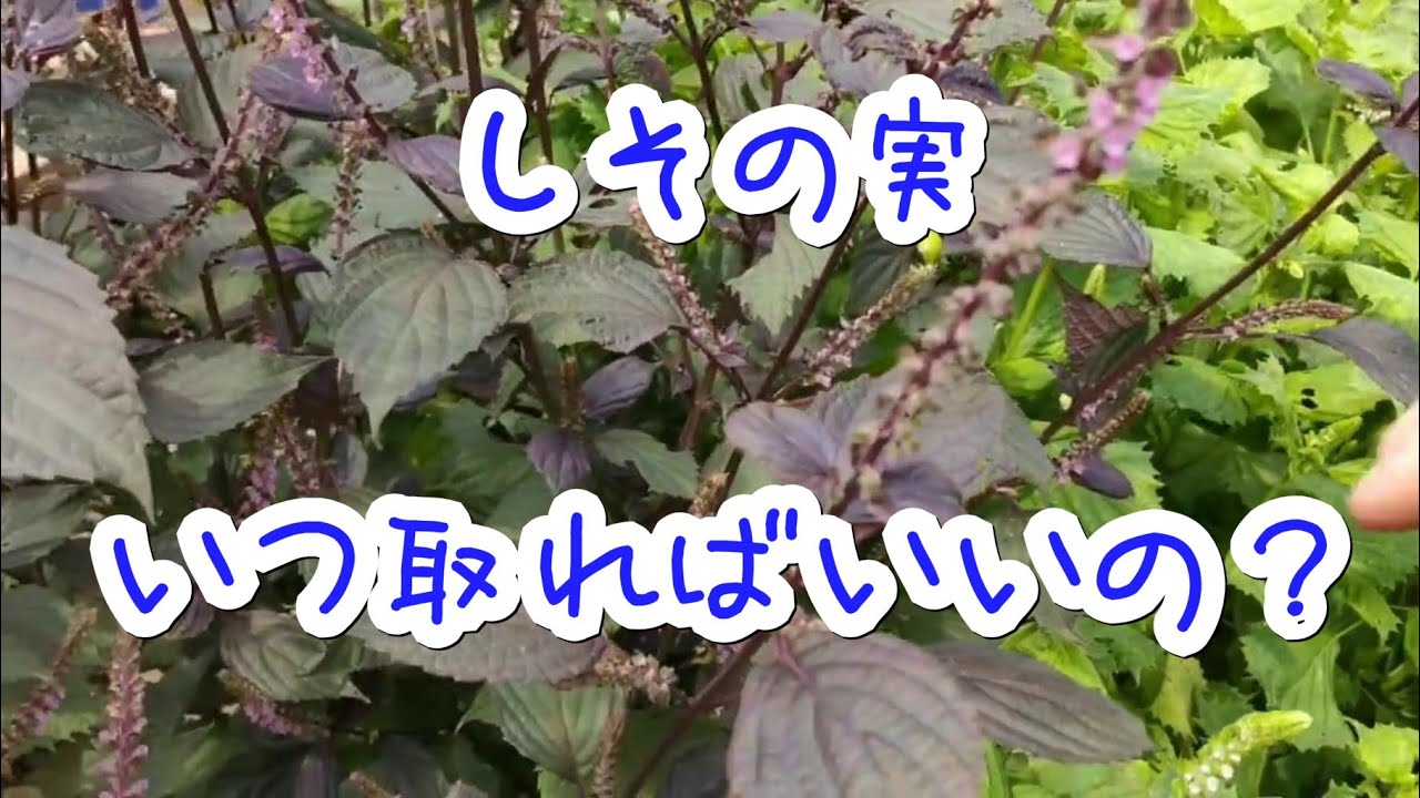 しその実の収穫時期 とるタイミング 見分け方 家庭菜園 Perilla Seeds Gardening Youtube