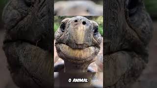 Jonathan MORREU...ele tinha QUASE 200 ANOS 🐢😔