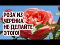 Роза из черенка. Весна 2020 - Плутон и Юпитер в Водолее - ветер, засуха. Не спешите открывать черен