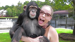 SURPRISING A BABY CHIMP!