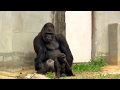 シャバーニのイクメンな日々Father gorilla playing with children gorilla