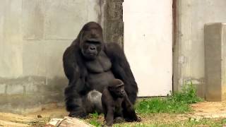 シャバーニのイクメンな日々Father gorilla playing with children gorilla