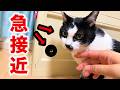 【一触即発？】新入り猫と先住猫を急接近させました