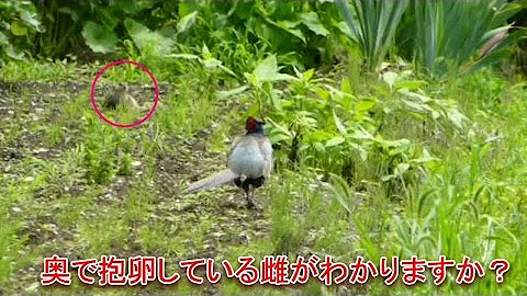 流山チャンネル Youtube