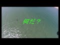 DJI FPV 空撮　謎の巨大生物？（渥美半島）