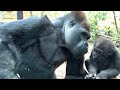 父からのkiss⁉️緊張気味のキンタロウ⭐️ゴリラ gorilla【京都市動物園】 Kintaro is a little nervous about kiss from his dad？