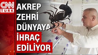 Evinin altına akrep çiftliği kurdu! Akrep zehrinin kilosu dudak uçuklattı