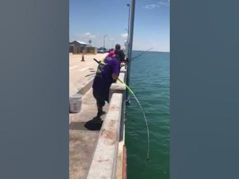 Goliath grouper smoke's the reel and we still land it!! Skyway fishing  piers #skywaymisfits 